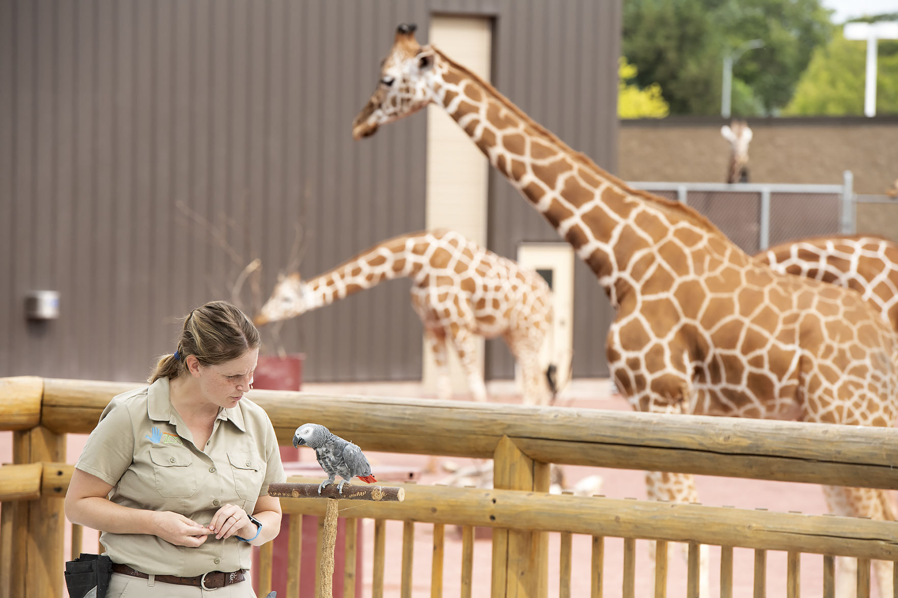 Wild Safari Theater